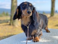 Kaninchen-Dachshund224