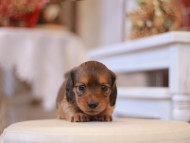 Kaninchen-Dachshund224 Kaninchen-Dachshund224