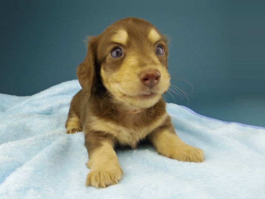 カニンヘン ダックスフンド ジャム & スルガの子犬 チョコイエロー(チョコクリーム) 女の子(1)Kaninchen-Dachshund225 カニンヘン ダックスフンド ジャム & スルガの子犬 チョコイエロー(チョコクリーム) 女の子(1)