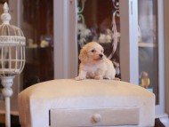 Kaninchen-Dachshund2259