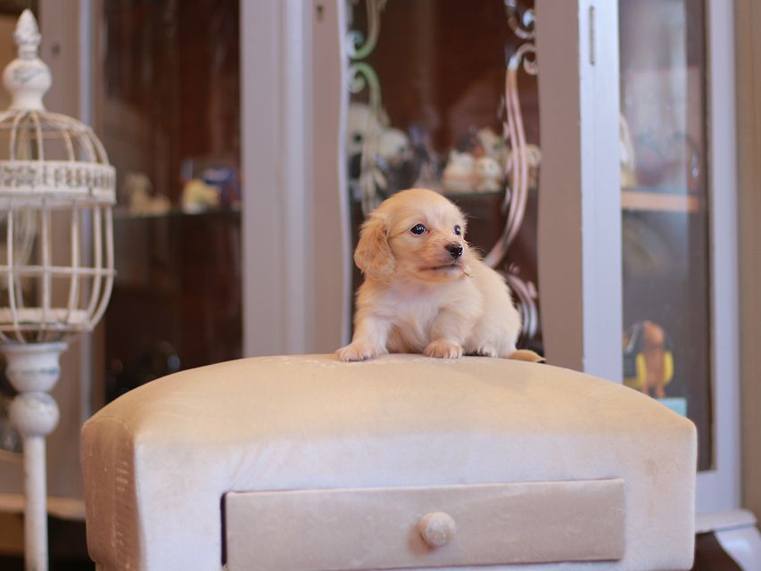 カニンヘン ダックスフンド シール & スカッシュの子犬 ペールイエロー（ピュアクリーム） 男の子（2）