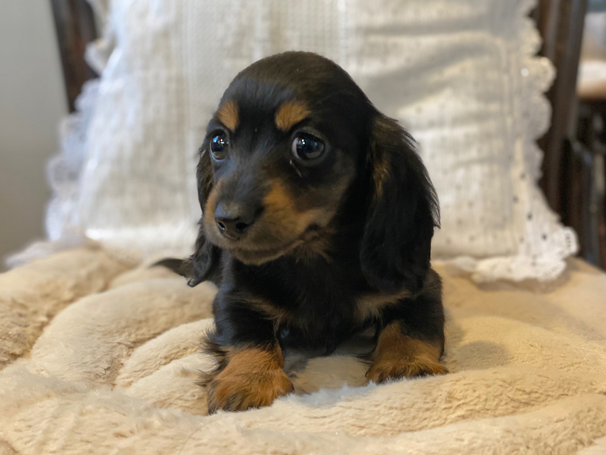 カニンヘンダックスフンド KT & ブルースの子犬 ブラックタン 女の子