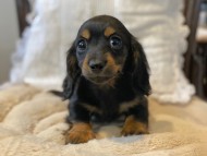 Kaninchen-Dachshund227