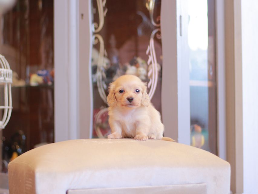 カニンヘン ダックスフンド シール & スカッシュの子犬 ペールイエロー（ピュアクリーム） 男の子（2）