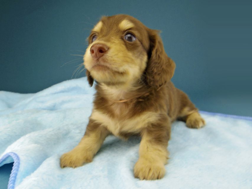 カニンヘン ダックスフンド ジャム & スルガの子犬 チョコイエロー(チョコクリーム) 女の子(1)Kaninchen-Dachshund228 カニンヘン ダックスフンド ジャム & スルガの子犬 チョコイエロー(チョコクリーム) 女の子(1)