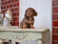Kaninchen-Dachshund2289 Kaninchen-Dachshund2289