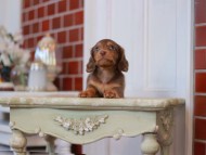 Kaninchen-Dachshund2298 Kaninchen-Dachshund2298