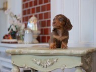 Kaninchen-Dachshund2304
