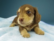 Kaninchen-Dachshund232