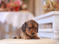 Kaninchen-Dachshund232
