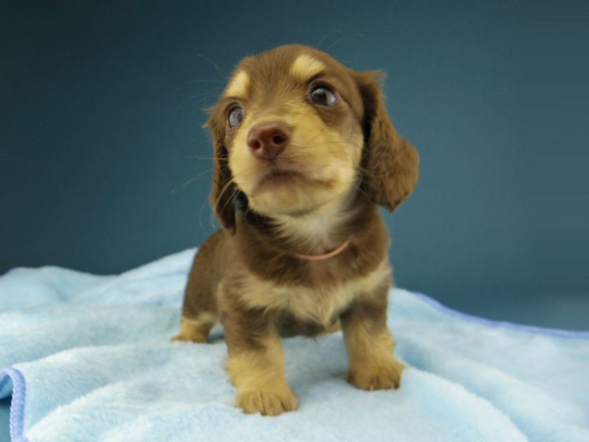 カニンヘン ダックスフンド ジャム & スルガの子犬 チョコイエロー(チョコクリーム) 女の子(1)Kaninchen-Dachshund233 カニンヘン ダックスフンド ジャム & スルガの子犬 チョコイエロー(チョコクリーム) 女の子(1)