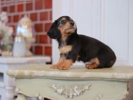 Kaninchen-Dachshund2335