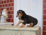 Kaninchen-Dachshund2337 Kaninchen-Dachshund2337