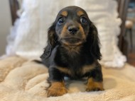 Kaninchen-Dachshund234