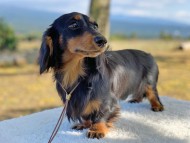 Kaninchen-Dachshund234 Kaninchen-Dachshund234