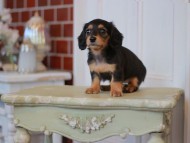 Kaninchen-Dachshund2343