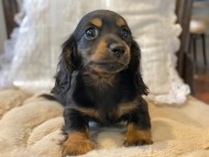 Kaninchen-Dachshund235