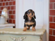 Kaninchen-Dachshund2350 Kaninchen-Dachshund2350