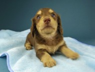 Kaninchen-Dachshund235