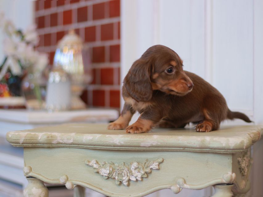 カニンヘン ダックスフンド ジゼル & スルガの子犬 チョコタン 女の子