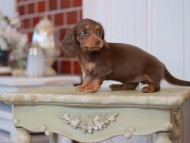 Kaninchen-Dachshund2356