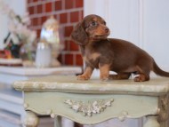 Kaninchen-Dachshund2357