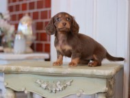 Kaninchen-Dachshund2359