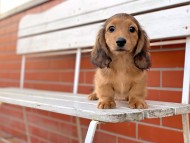 Kaninchen-Dachshund23 Kaninchen-Dachshund23