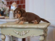 Kaninchen-Dachshund2365