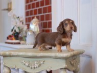 Kaninchen-Dachshund2376