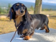Kaninchen-Dachshund238