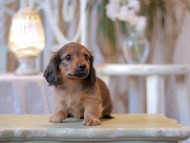 Kaninchen-Dachshund2388