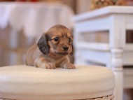 Kaninchen-Dachshund239