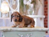 Kaninchen-Dachshund2396