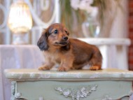 Kaninchen-Dachshund2399