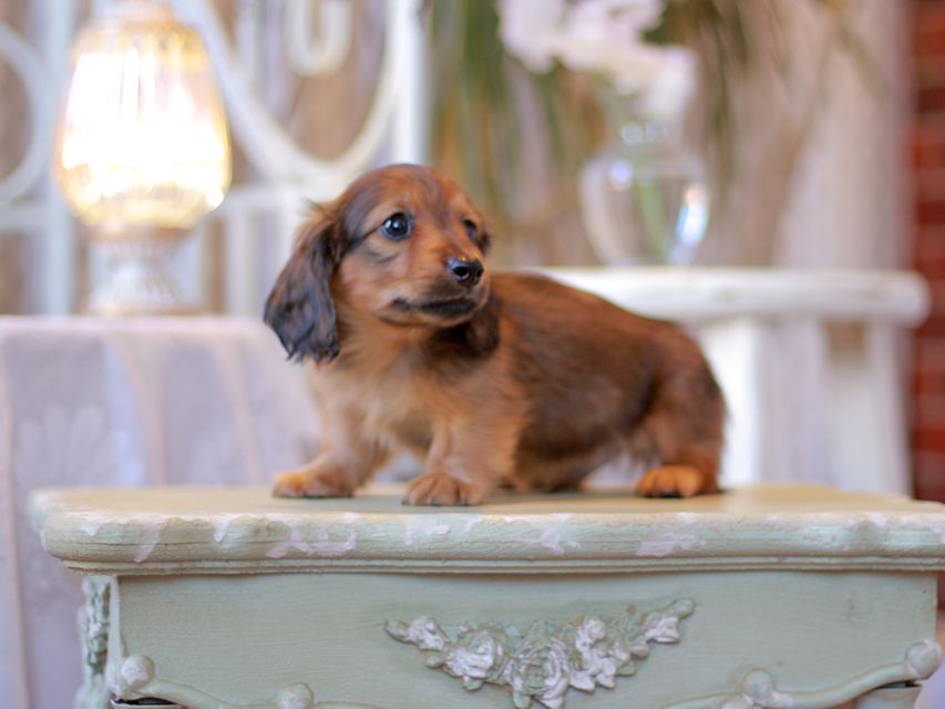 カニンヘン ダックスフンド オリーブ & ブルースの子犬 レッド 男の子