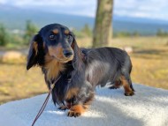 Kaninchen-Dachshund240 Kaninchen-Dachshund240