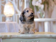 Kaninchen-Dachshund2403