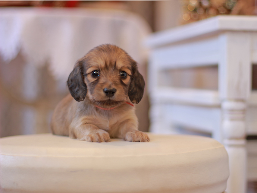 カニンヘン ダックスフンド ティナ&竹千代CHの子犬 イエロー（クリーム） 女の子（1）