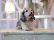 Kaninchen-Dachshund2412
