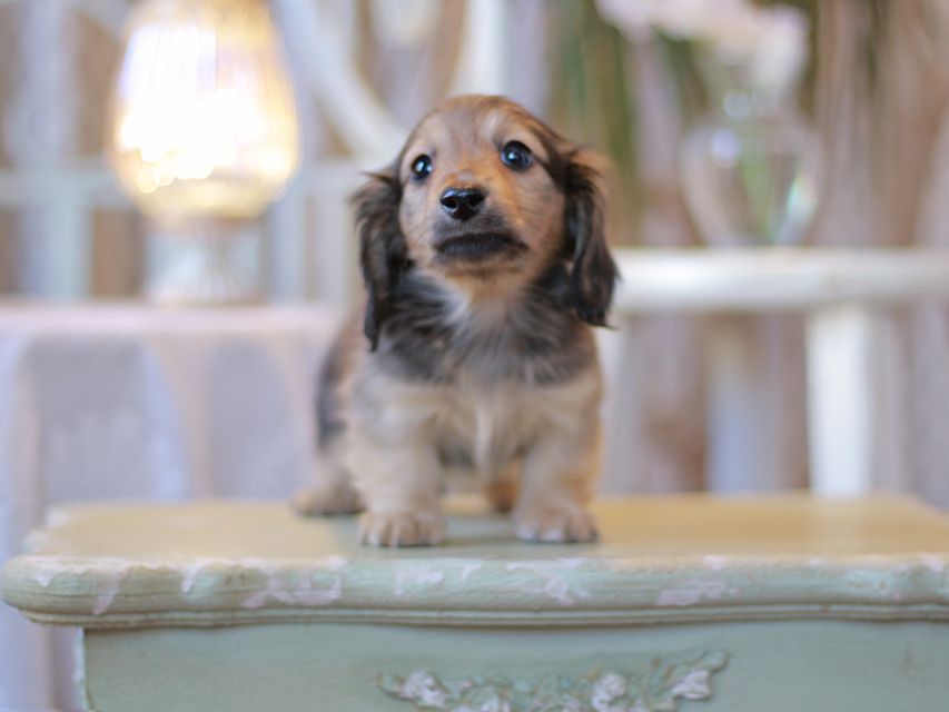 カニンヘン ダックスフンド オリーブ & ブルースの子犬 イエロー（クリーム） 男の子