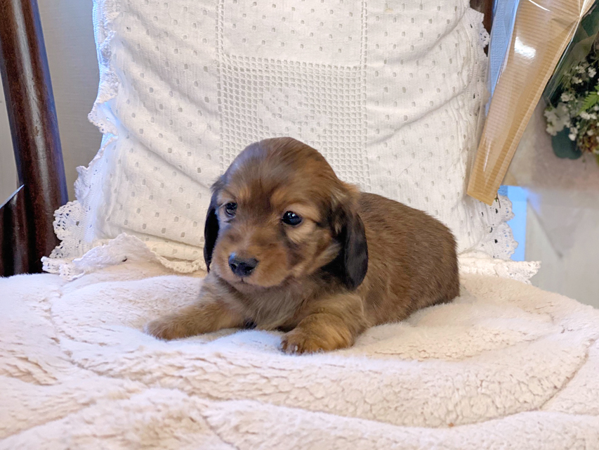 カニンヘン ダックスフンド トマト & オスカーの子犬 レッド 女の子Kaninchen-Dachshund24 カニンヘン ダックスフンド トマト & オスカーの子犬 レッド 女の子