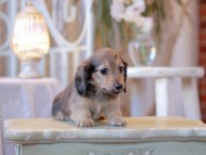 Kaninchen-Dachshund2431