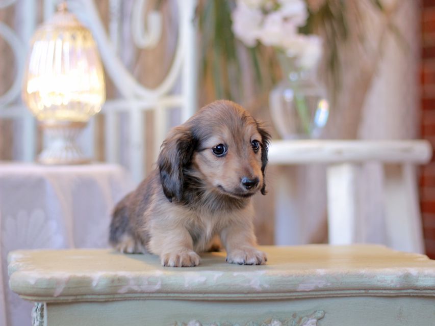 カニンヘン ダックスフンド オリーブ & ブルースの子犬 イエロー（クリーム） 男の子