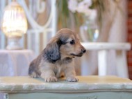 Kaninchen-Dachshund2433 Kaninchen-Dachshund2433