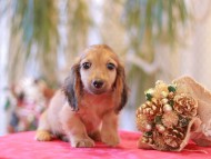 Kaninchen-Dachshund24