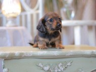 Kaninchen-Dachshund2442 Kaninchen-Dachshund2442