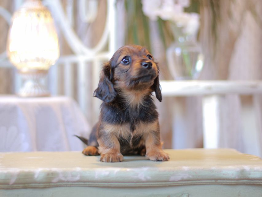 カニンヘン ダックスフンド オリーブ & ブルースの子犬 レッド 女の子（1）