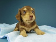 Kaninchen-Dachshund246