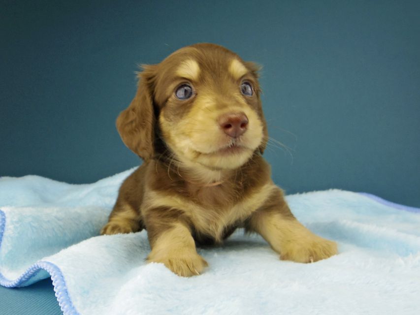 カニンヘン ダックスフンド ジャム & スルガの子犬 チョコイエロー(チョコクリーム) 女の子(1)Kaninchen-Dachshund246 カニンヘン ダックスフンド ジャム & スルガの子犬 チョコイエロー(チョコクリーム) 女の子(1)